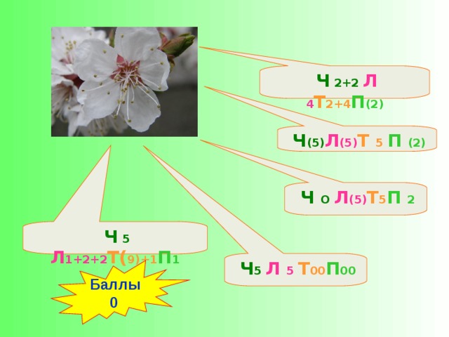 Ч (5) Л (5) Т 5 П (2)  Ч 5 Л 5 Т 00 П 00  Ч 5 Л 1+2+2 Т( 9)+1 П 1  Ч О Л (5) Т 5 П 2  Ч 2+2 Л 4 Т 2+4 П (2)  Баллы 0