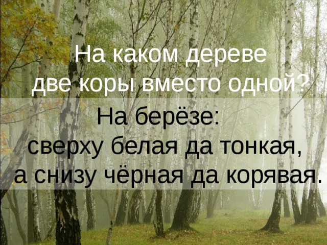 На каком дереве две коры вместо одной? На берёзе:  сверху белая да тонкая,  а снизу чёрная да корявая.