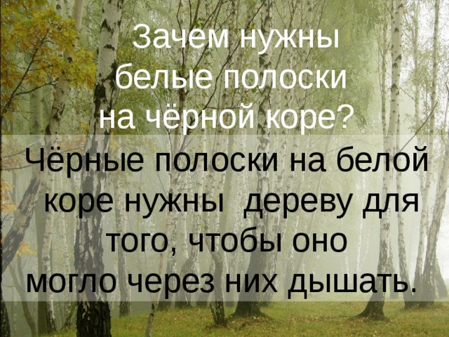 Зачем нужны  белые полоски на чёрной коре?  Чёрные полоски на белой  коре нужны дереву для  того, чтобы оно могло через них дышать.