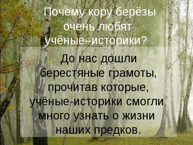 Почему кору берёзы очень любят учёные–историки?  До нас дошли берестяные грамоты,  прочитав которые, учёные-историки смогли много узнать о жизни наших предков.