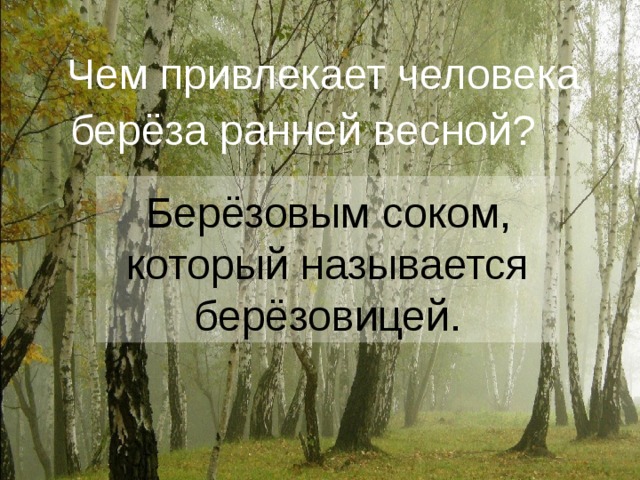 Чем привлекает человека берёза ранней весной?   Берёзовым соком, который называется  берёзовицей.