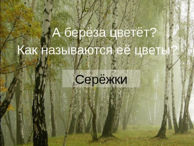 А берёза цветёт? Как называются её цветы?    Серёжки