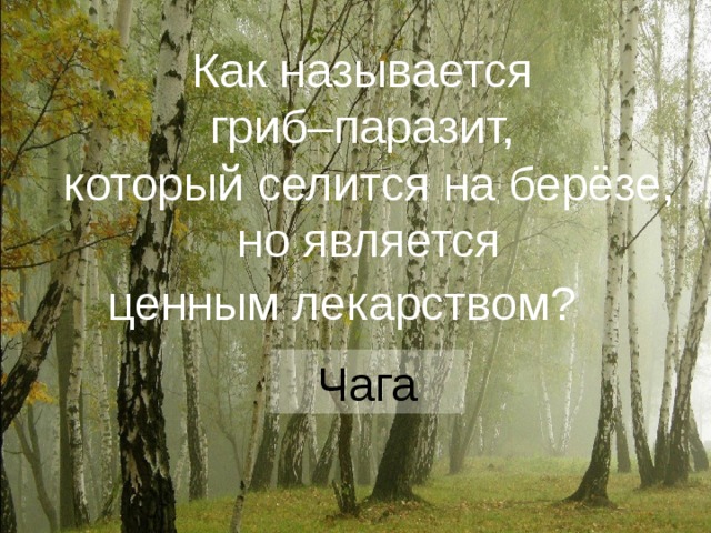 Как называется гриб–паразит, который селится на берёзе,  но является ценным лекарством?    Чага