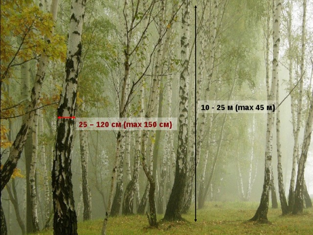 10 - 25 м (max 45 м) 25 – 120 см (max 150 см)