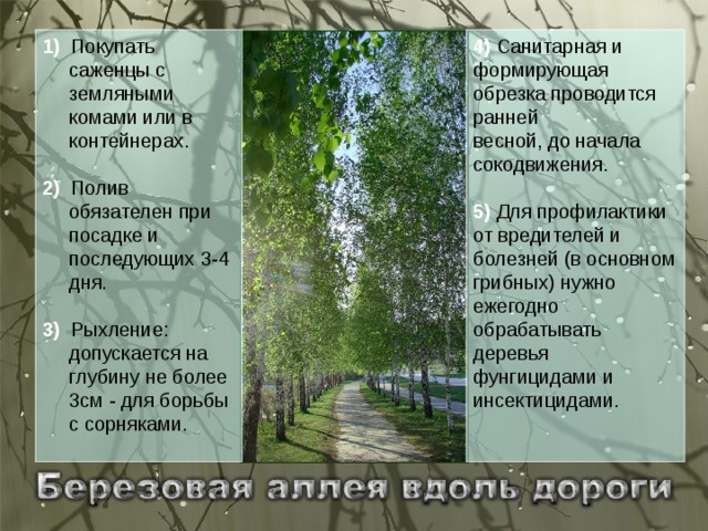 1) Покупать саженцы с земляными комами или в контейнерах. 4)  Санитарная и формирующая обрезка проводится ранней весной, до начала сокодвижения. 2) Полив обязателен при посадке и последующих 3-4 дня. 5) Для профилактики от вредителей и болезней (в основном грибных) нужно ежегодно обрабатывать деревья фунгицидами и инсектицидами. 3) Рыхление: допускается на глубину не более 3см - для борьбы с сорняками.