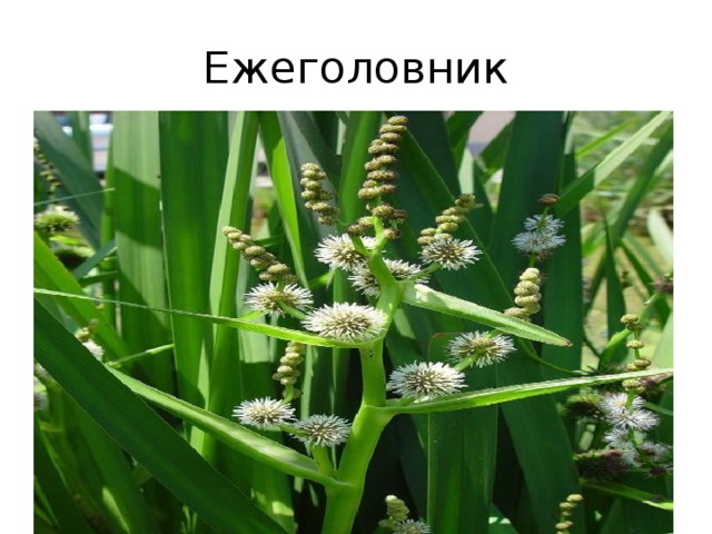 Ежеголовник 