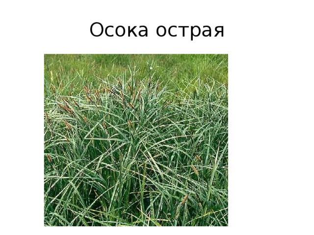 Осока острая 