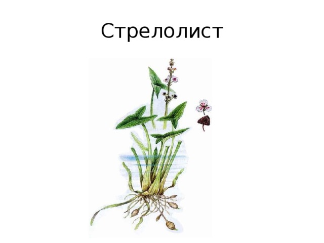 Стрелолист 