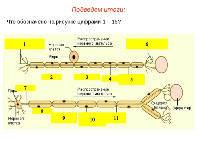 Схема строения нейрона - презентация онлайн