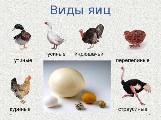Виды яиц 