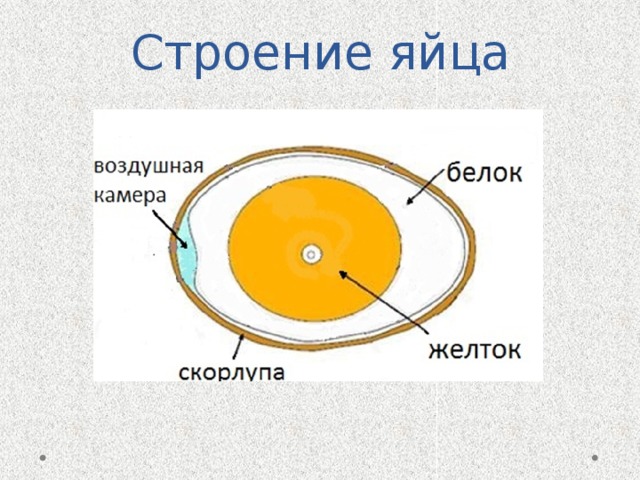 Картинка строение куриного яйца