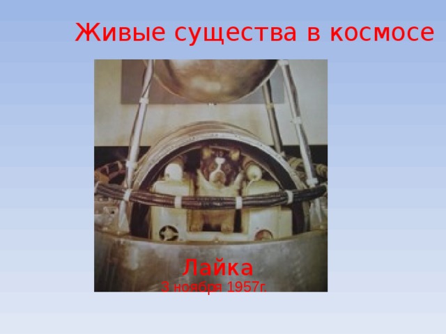 Живые существа в космосе Лайка 3 ноября 1957г. 
