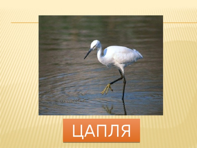 цапля 