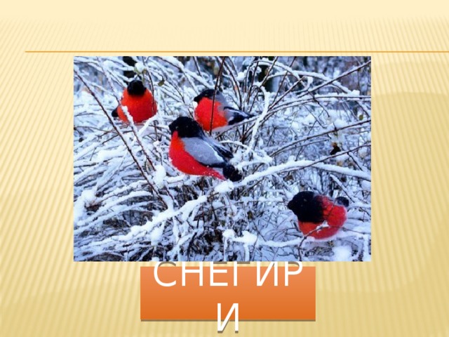 снегири 