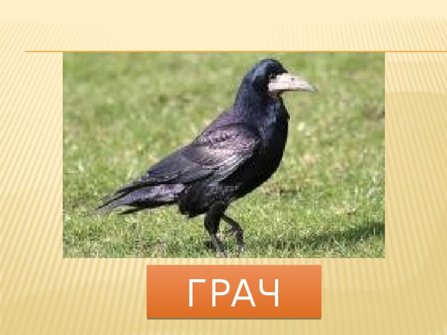 грач 