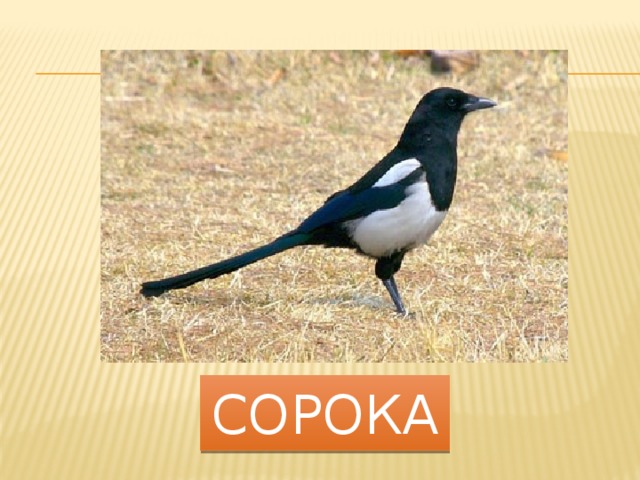 сорока 