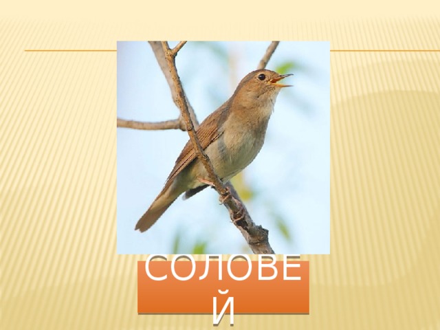 соловей 