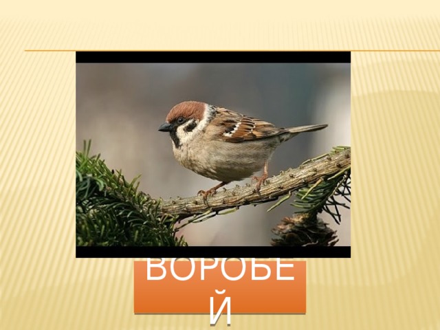 воробей 