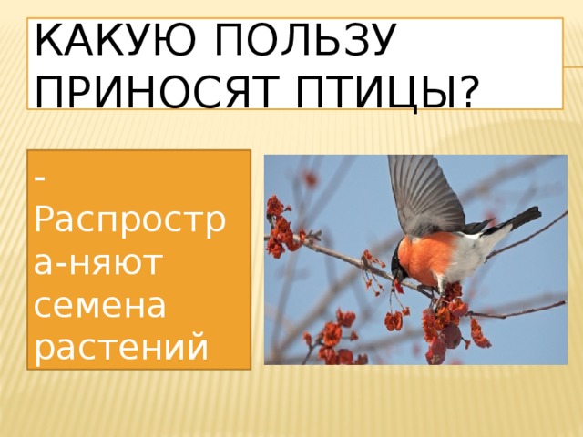 Какую пользу приносят птицы? - Распростра-няют семена растений 