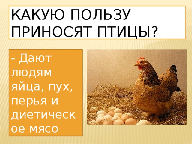 Какую пользу приносят птицы? - Дают людям яйца, пух, перья и диетическое мясо 