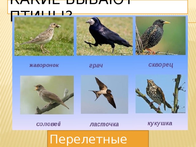 Какие бывают птицы? Перелетные птицы 