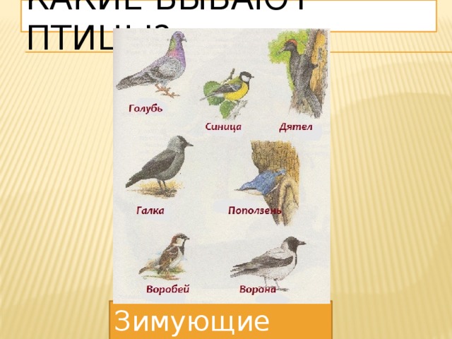 Какие бывают птицы? Зимующие птицы 
