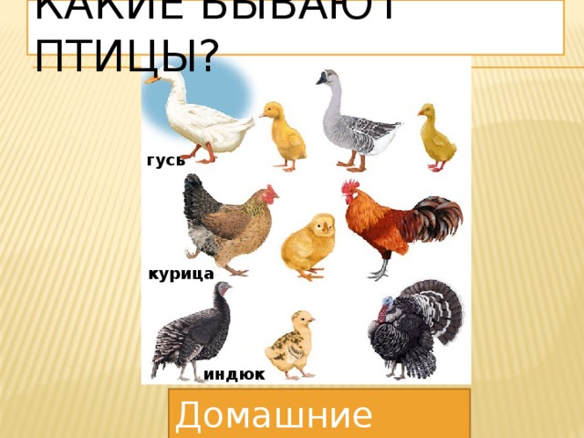 Какие бывают птицы? гусь курица индюк Домашние птицы 