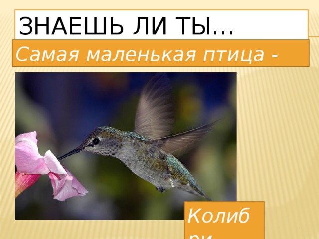 Знаешь ли ты… Самая маленькая птица - Колибри 