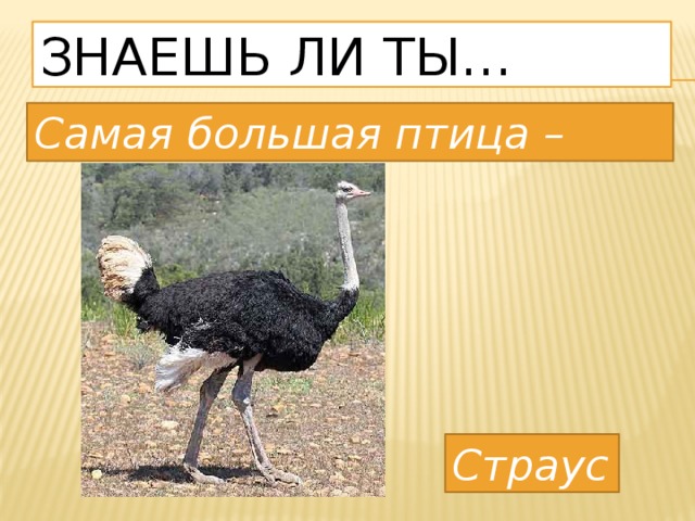 Знаешь ли ты… Самая большая птица – Страус 