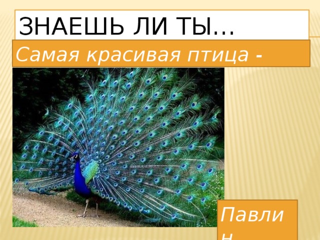 Знаешь ли ты… Самая красивая птица - Павлин 