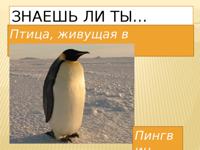 Знаешь ли ты… Птица, живущая в Антарктиде - Пингвин 
