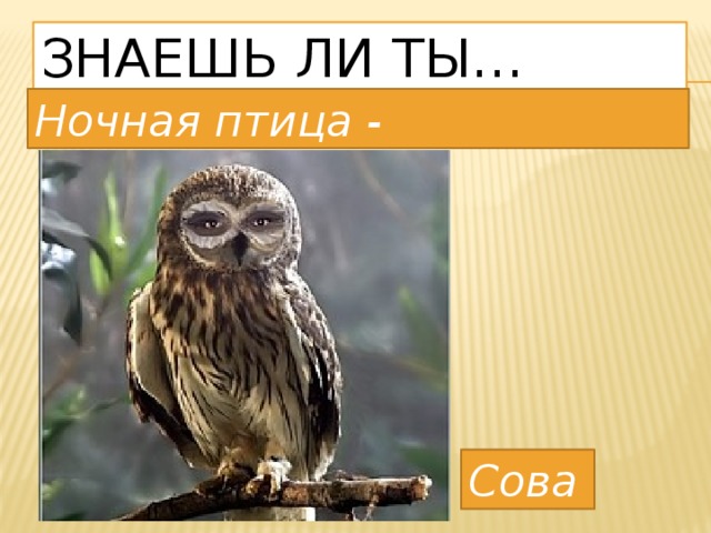 Знаешь ли ты… Ночная птица - Сова 