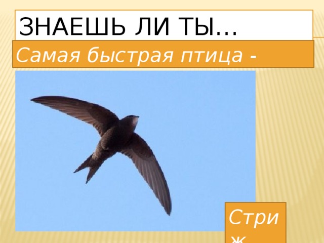Знаешь ли ты… Самая быстрая птица - Стриж 