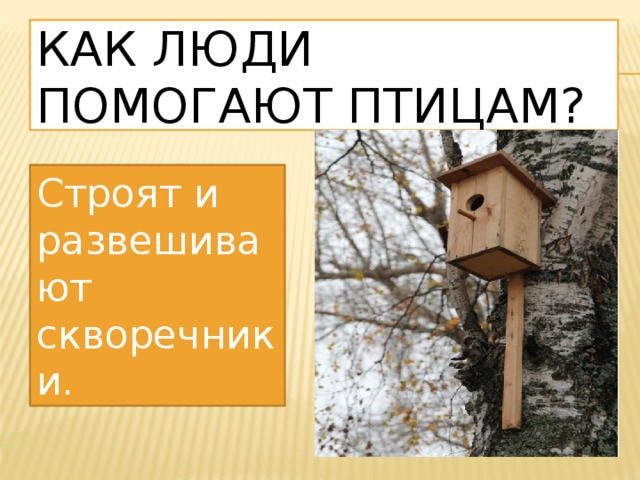 Как люди помогают птицам? Строят и развешивают скворечники. 