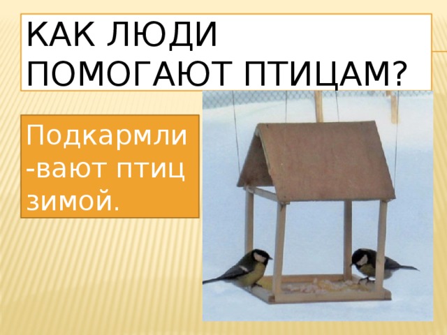 Как люди помогают птицам? Подкармли-вают птиц зимой. 
