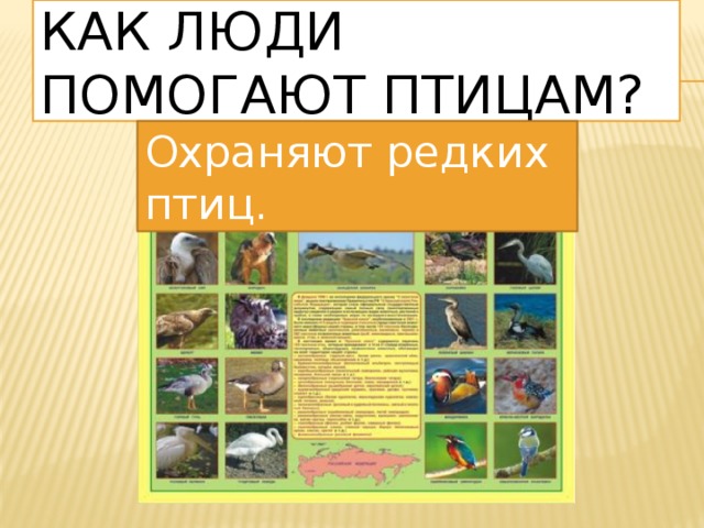 Как люди помогают птицам? Охраняют редких птиц. 