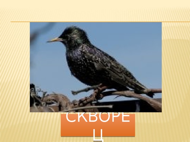 скворец 