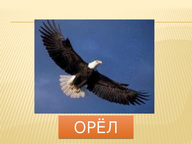 орёл 