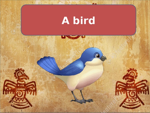 A bird 