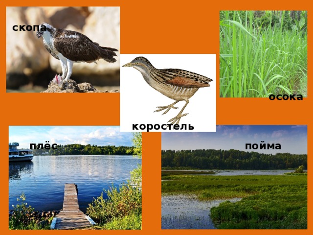 скопа осока коростель плёс пойма 