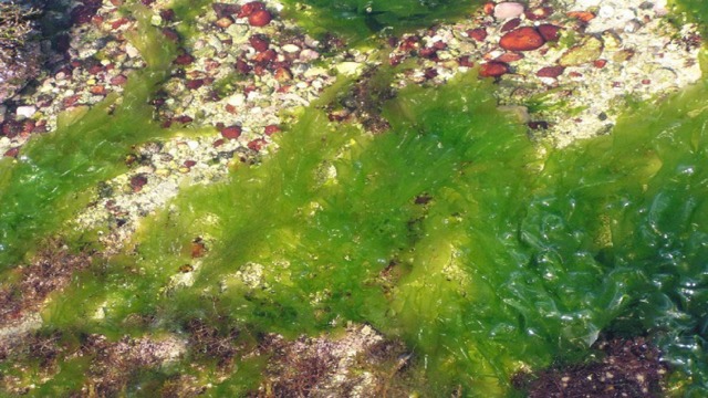 Пластинчатые водоросли. Ульва водоросль. Морской салат водоросль Ульва. Ульва латук. Ульва продырявленная.