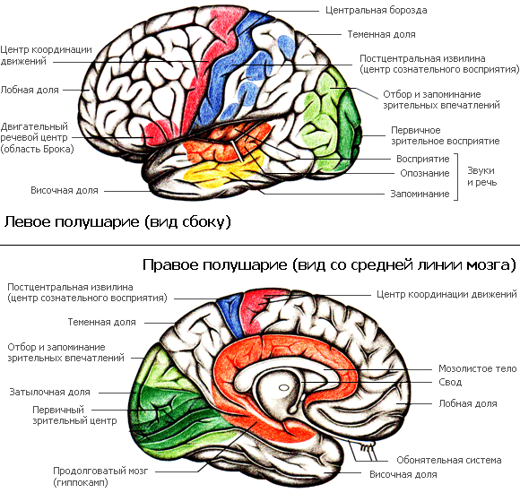 Кора мозга где находится на рисунке