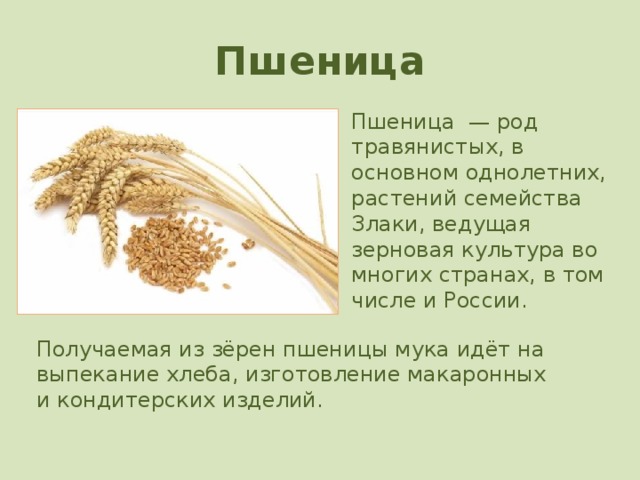 Пшеница Пшеница  — род травянистых, в основном однолетних, растений семейства Злаки, ведущая зерновая культура во многих странах, в том числе и России. Получаемая из зёрен пшеницы мука идёт на выпекание хлеба, изготовление макаронных и кондитерских изделий.   