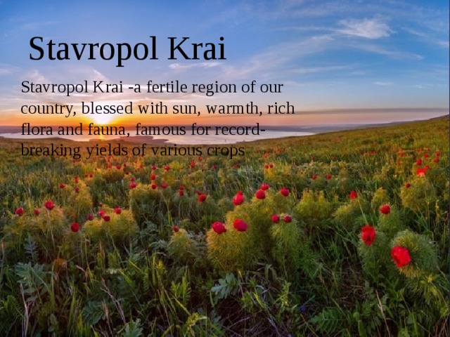 Stavropol Krai Stavropol Krai -a fertile region of our country, blessed with sun, warmth, rich flora and fauna, famous for record-breaking yields of various crops 