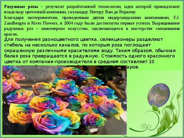 Радужные розы – результат разработанной технологии, идея которой принадлежит владельцу цветочной компании, голландцу Питеру Ван де Веркену. Благодаря экспериментам, проведенным двумя нидерландскими компаниями, F.J. Zandbergen и River Flowers, в 2004 году были достигнуты первые успехи. Выращивание радужных роз – инженерное искусство, заключающееся в мастерстве смешивания красок. Для получения разноцветного цветка, селекционеры разделяют стебель на несколько каналов, по которым роза поглощает окрашенную различными красителями воду. Таким образом, обычная белая роза превращается в радужную. Стоимость одного красочного цветка от компании-производителя в среднем составляет 10 долларов, а букет из 30 роз обойдется в 325 долларов. 