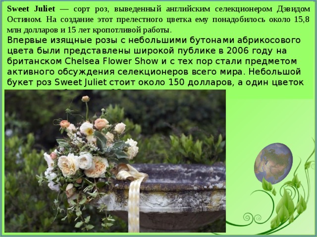 Sweet Juliet — сорт роз, выведенный английским селекционером Дэвидом Остином. На создание этот прелестного цветка ему понадобилось около 15,8 млн долларов и 15 лет кропотливой работы. Впервые изящные розы с небольшими бутонами абрикосового цвета были представлены широкой публике в 2006 году на британском Chelsea Flower Show и с тех пор стали предметом активного обсуждения селекционеров всего мира. Небольшой букет роз Sweet Juliet стоит около 150 долларов, а один цветок можно приобрести за 25 долларов. 