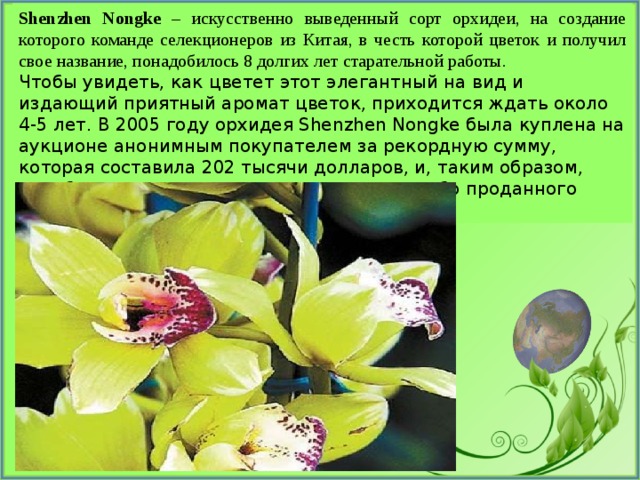 Shenzhen Nongke – искусственно выведенный сорт орхидеи, на создание которого команде селекционеров из Китая, в честь которой цветок и получил свое название, понадобилось 8 долгих лет старательной работы. Чтобы увидеть, как цветет этот элегантный на вид и издающий приятный аромат цветок, приходится ждать около 4-5 лет. В 2005 году орхидея Shenzhen Nongke была куплена на аукционе анонимным покупателем за рекордную сумму, которая составила 202 тысячи долларов, и, таким образом, приобрела статус самого дорогого когда-либо проданного цветка в мире. 