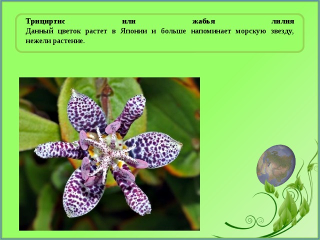 Трициртис или жабья лилия  Данный цветок растет в Японии и больше напоминает морскую звезду, нежели растение. 