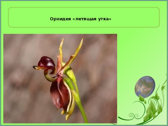 Орхидея «летящая утка»  