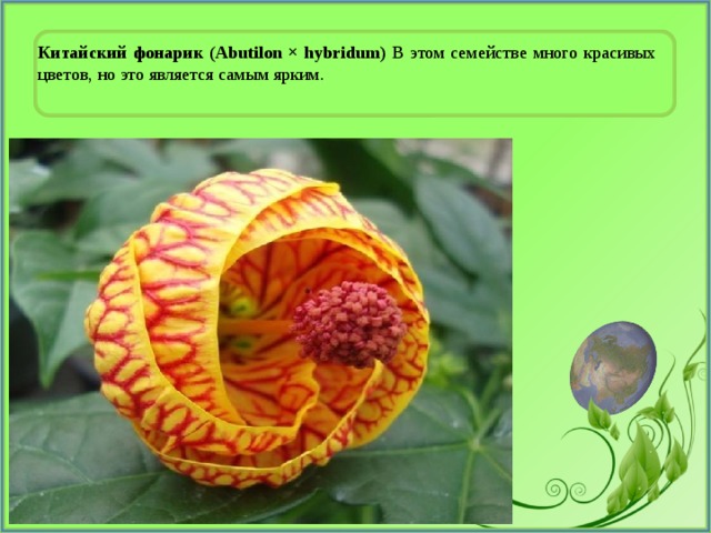 Китайский фонарик (Abutilon × hybridum) В этом семействе много красивых цветов, но это является самым ярким. 